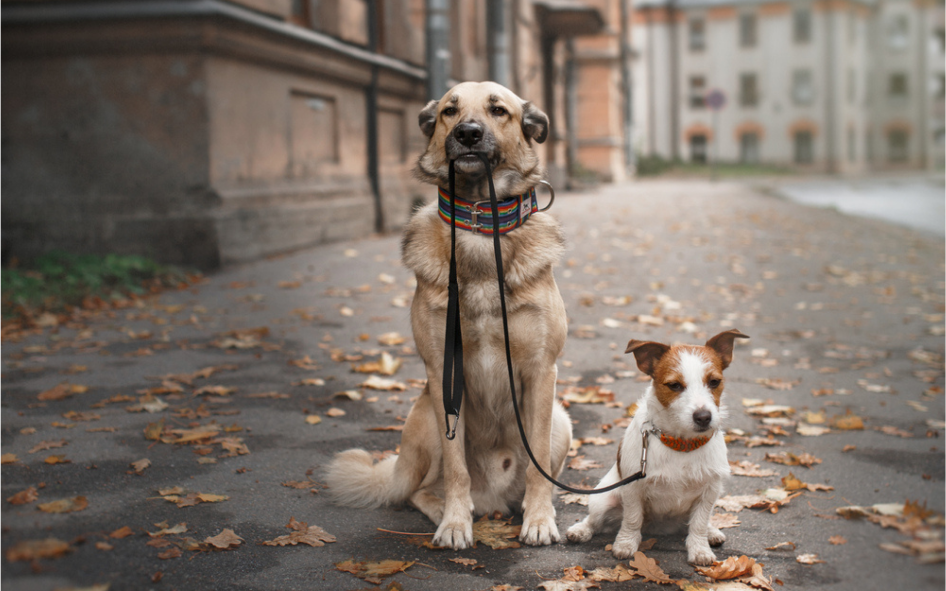 dog-walking-business